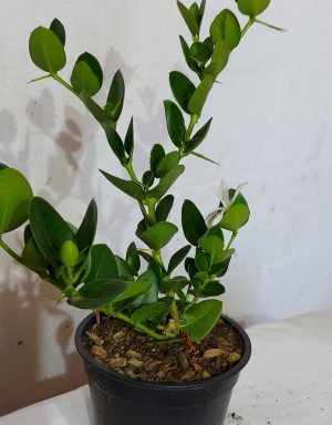 Carissa Macrocarpa Khupumla 12cm Pot