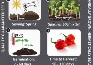 Carolina Reaper Red Seeds