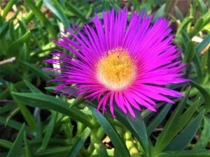 Carpobrotus Muirii 6 Pack