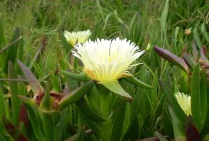 Carpobrotus Edulis 6 Pack