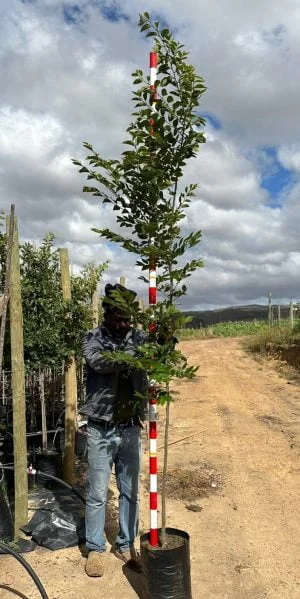 Celtis Sinensis 20lt (Chinese Hackberry)