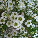Geraldton Wax 'Chantilly Lace' 22cm Pot