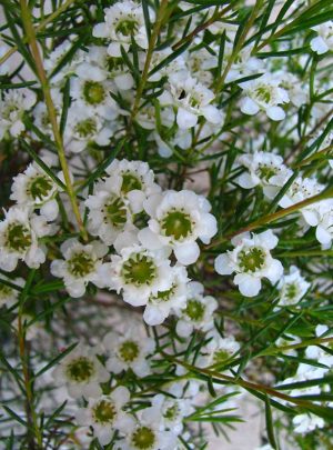 Geraldton Wax 'Chantilly Lace' 22cm Pot