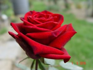 Charles Mallerin Hybrid Tea Rose 5lt