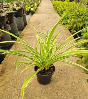 Chlorophytum 14cm Pot