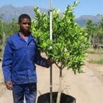 Tahiti Lime Tree 100lt