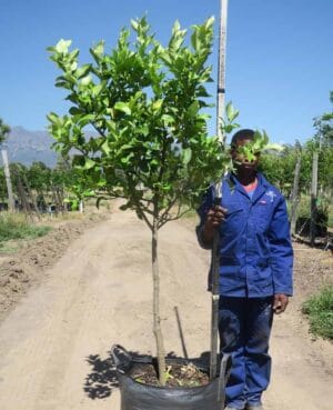 Eureka Lemon Tree 100lt