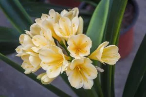 Clivia Miniata Citrina (Yellow) Open Ground - Image 2