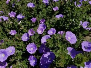 Convolvulus Mauritanicus 15cm Pot