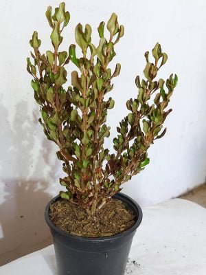 Coprosma Copper Shine 12cm Pot