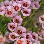 Geraldton Wax 'Cotton Candy' 15cm Pot