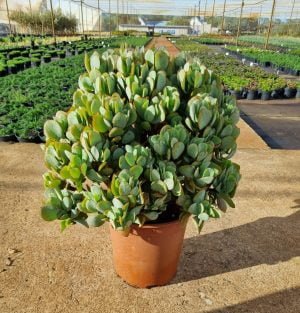 Crassula Blue Hale 23cm Pot