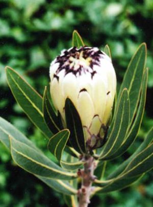 Protea 'Cream Mink' 15cm Pot