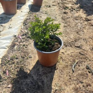 Cuphea Mexicana White 17cm Pot