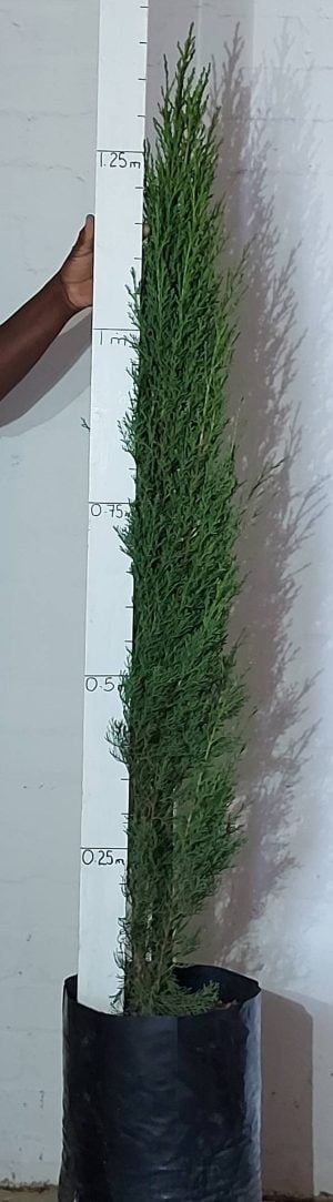 Cupressus Stricta 20lt