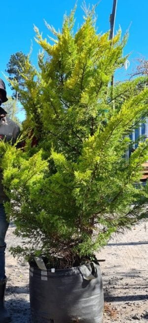 Golden Monterey Cypress 70lt