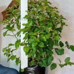 Curtisia Dentata Shrub 20lt