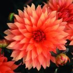 Dahlia Border - "Autumn Fairy" Bulbs