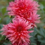 Dahlia Border - "Carola" Bulbs