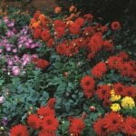 Dahlia Border - "Graz" Bulbs
