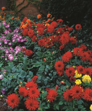 Dahlia Border - "Graz" Bulbs