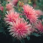 Dahlia Border - "Park Princess" Bulbs