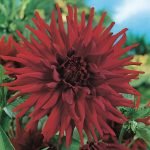 Dahlia Cactus - "Alva's Doris" Bulbs