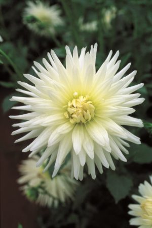 Dahlia Cactus - "Anja G.J." Bulbs