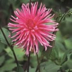 Dahlia Cactus - "Caroussel" Bulbs