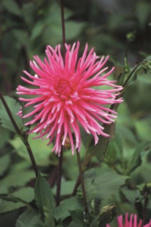 Dahlia Cactus - "Caroussel" Bulbs