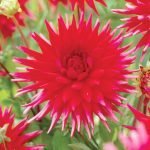 Dahlia Cactus - "Cheerio" Bulbs