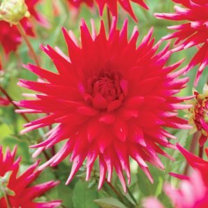 Dahlia Cactus - "Cheerio" Bulbs