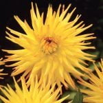 Dahlia Cactus - "Einzi" Bulbs