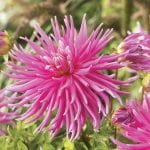 Dahlia Cactus - "Good Earth" Bulbs