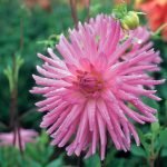 Dahlia Cactus - "Lilac Veil" Bulbs