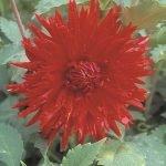 Dahlia Cactus - "Ma Jolie" Bulbs