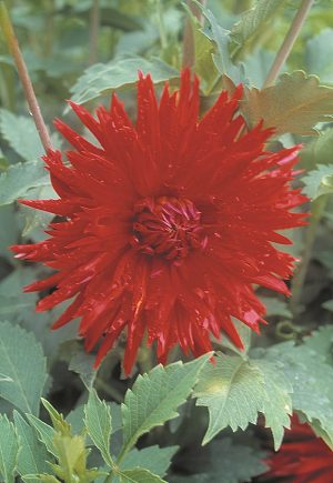 Dahlia Cactus - "Ma Jolie" Bulbs
