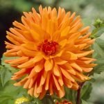 Dahlia Cactus - "Mev. Cl. Andries" Bulbs