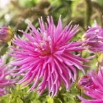 Dahlia Cactus - "Pink" Bulbs