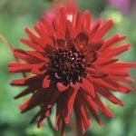 Dahlia Cactus - "Sure Thing" Bulbs