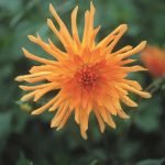 Dahlia Cactus - "Wagschal's Krone" Bulbs