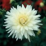 Dahlia Cactus - "White" Bulbs