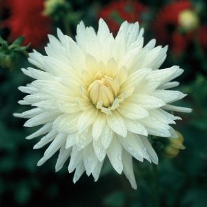 Dahlia Cactus - "White" Bulbs