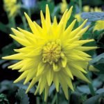 Dahlia Cactus - "Yellow" Bulbs