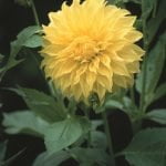 Dahlia Decorative - "Edna Comstock" Bulbs