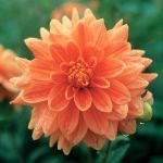 Dahlia Decorative - "House of Orange" Bulbs