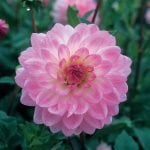 Dahlia Decorative - "Nepos" Bulbs