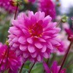 Dahlia Decorative - "Rosella" Bulbs