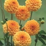 Dahlia Pompon - "Amusing" Bulbs