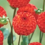 Dahlia Pompon - "Bell Boy" Bulbs